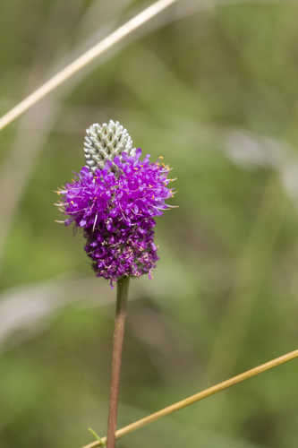 Dalea purpurea #8